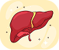 illustration of a liver